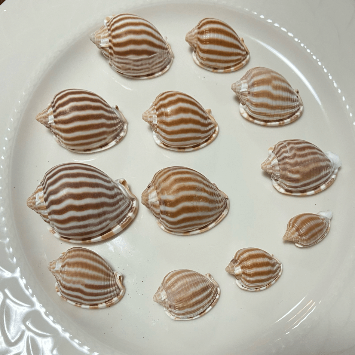 貝殻です。質問してください。 見つけたら嬉しい貝殻｜浦風