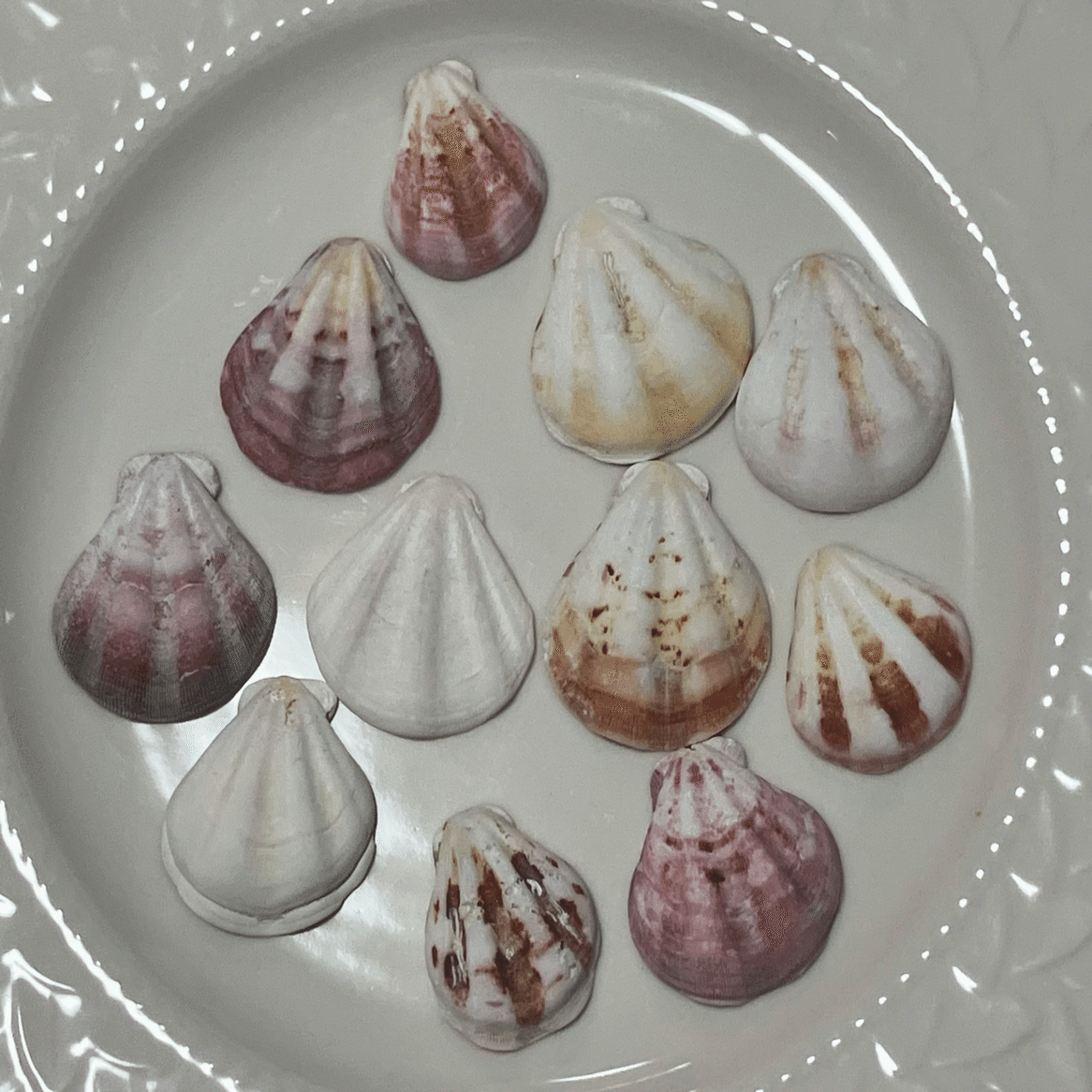 貝殻 Oocorys Lussii 見つけたら嬉しい貝殻｜浦風