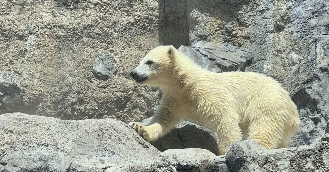 🐻‍❄️ シロクマ、ときどきちょっと怖い｜旭山動物園──Surf & Turf