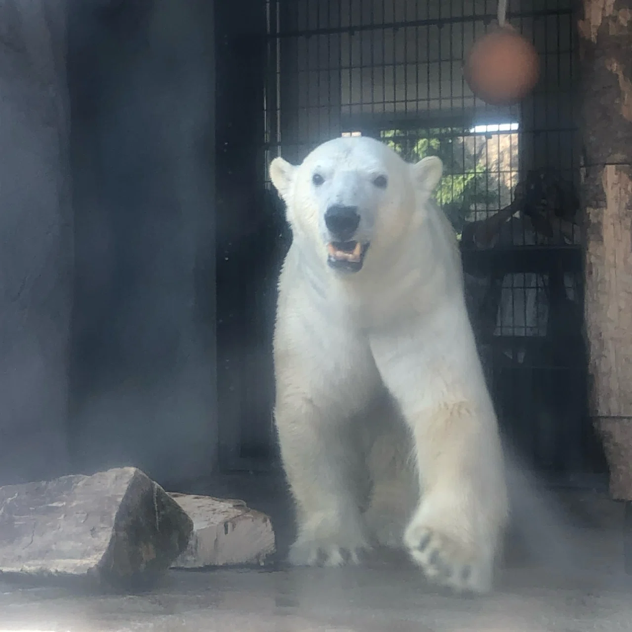 🐻‍❄️ Polar bears, sometimes a little scary | Asahiyama Zoo