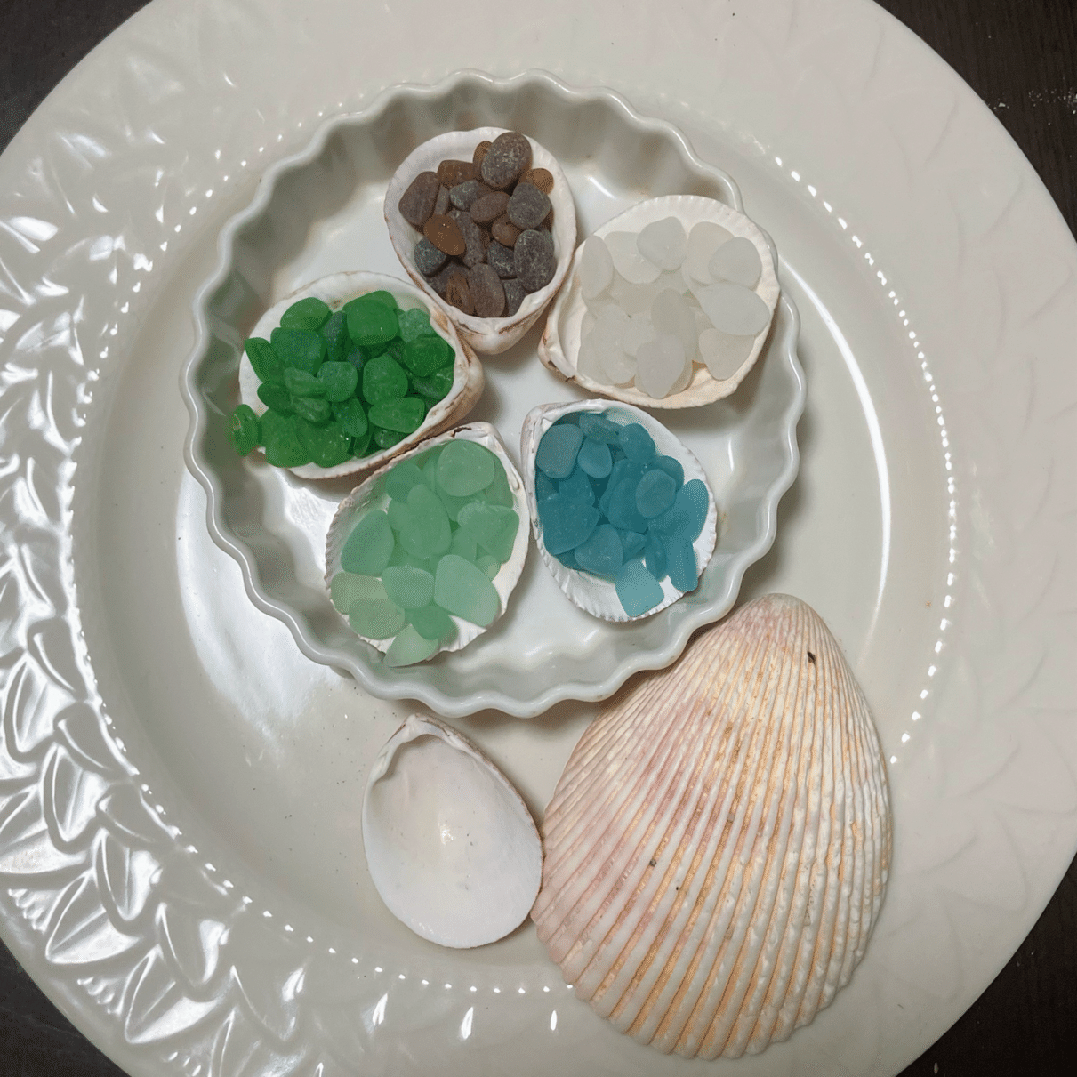 見つけたら嬉しい貝殻｜浦風