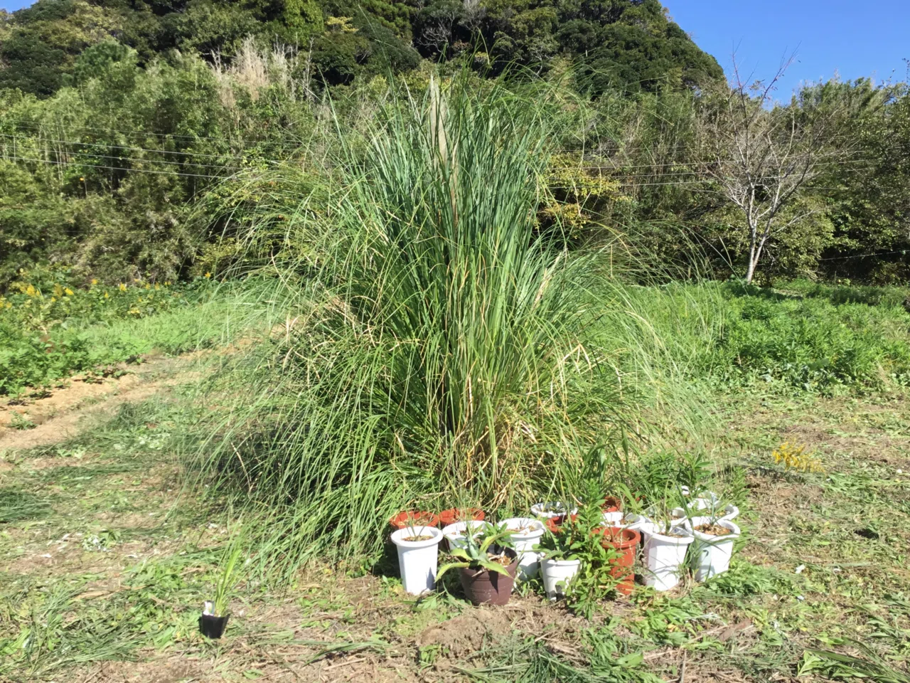 ぱんぱーすぐらーす🌱畑のシンボルグラスになっているyo~✨｜nabecho