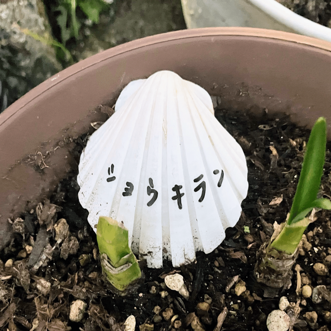 見つけたら嬉しい貝殻｜浦風