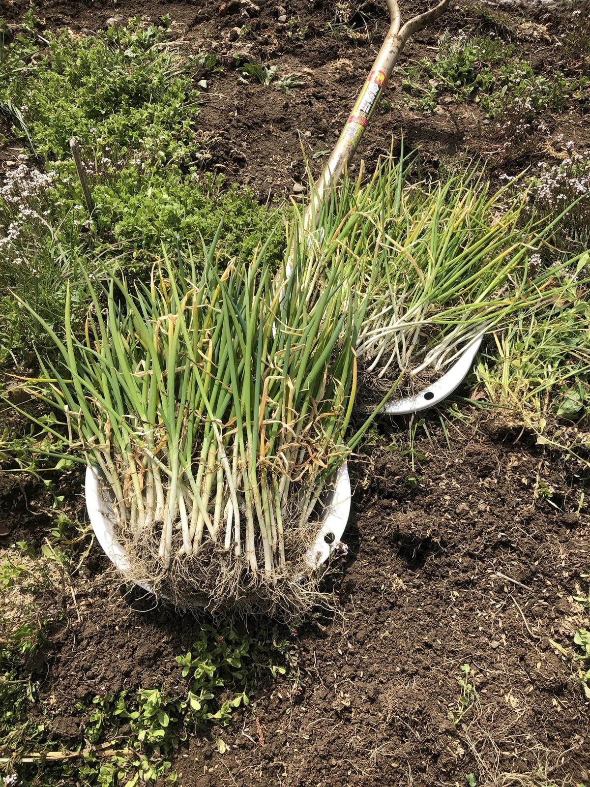ネギ栽培 種まき（秋まき）〜収穫まで｜MUNA_FARM 無農薬自給自足