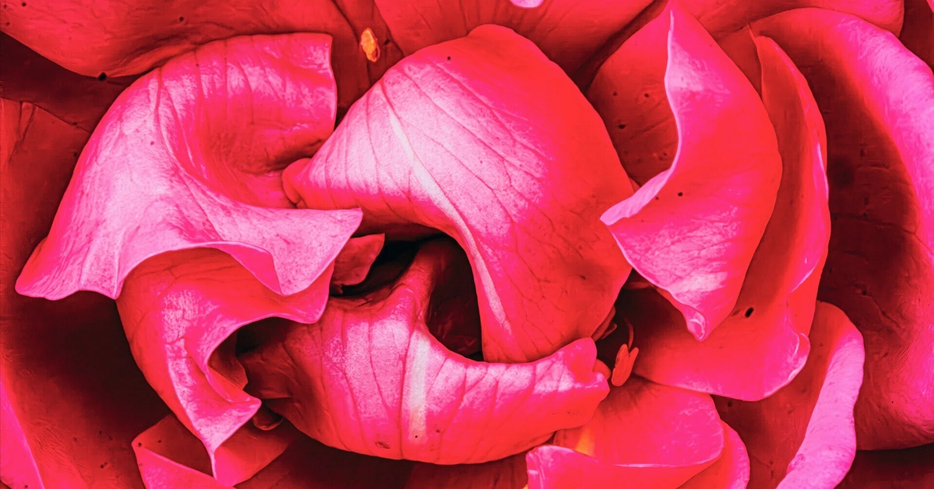 愛は荒野に咲く薔薇の花｜どいしゅんすけ