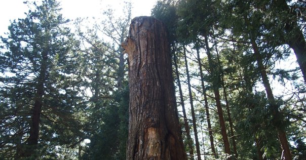 旧日本軍 昭和19年 瀧第五三四二部隊長陸軍大佐 吉松喜三 直筆/緑の連