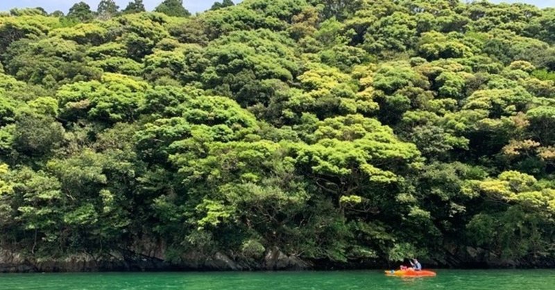 No.3内室紀子さんの好きな屋久島～春の照葉樹林～