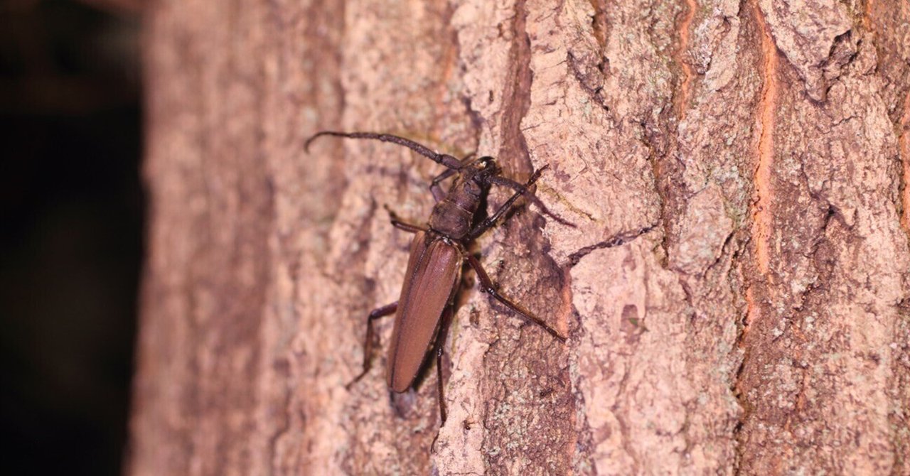 今季採集のカミキリムシ【8】｜アルテミス