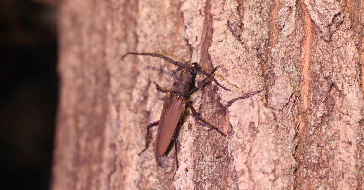 今季採集のカミキリムシ【8】｜アルテミス