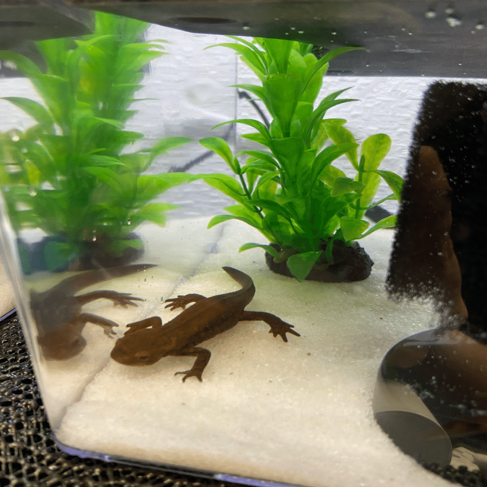 アカハライモリのゲージレイアウトについて うさこ Aquarium Note