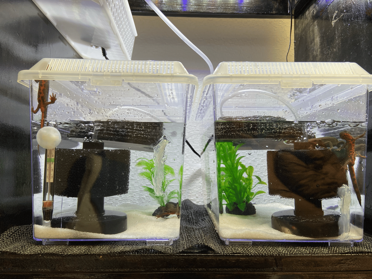 アカハライモリのゲージレイアウトについて うさこ Aquarium Note アカハライモリのゲージレイアウトについて うさこ Aquarium Note