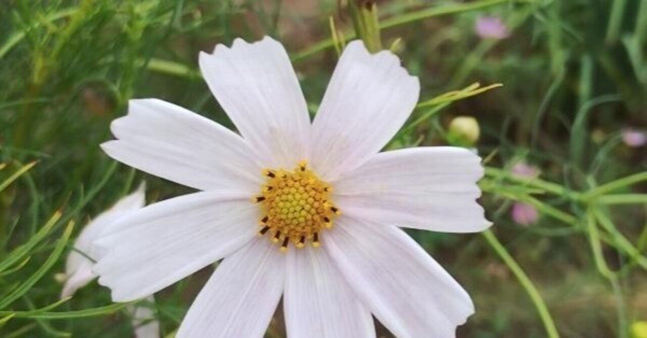 コスモス（白の静けさ）｜高瀬浩之