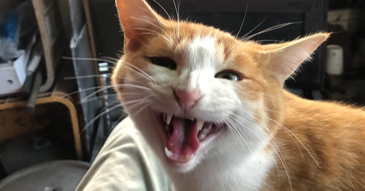 The Cat That Comes to My Field: 'It's Gotten Cold, Hasn't It?'｜いいだ君