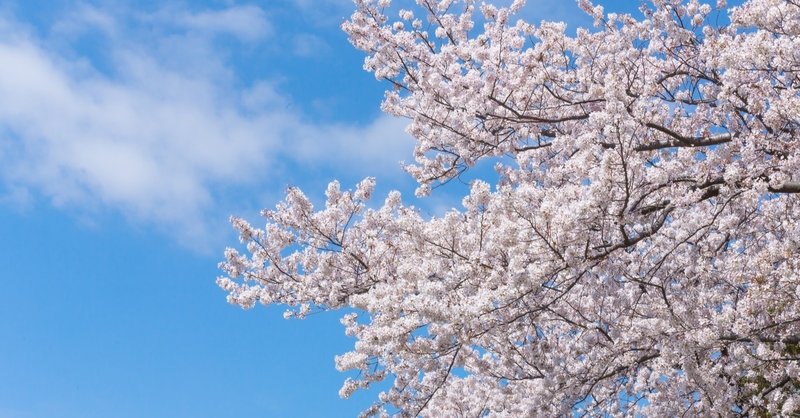 桜吹雪の舞い散るこんな午後は。