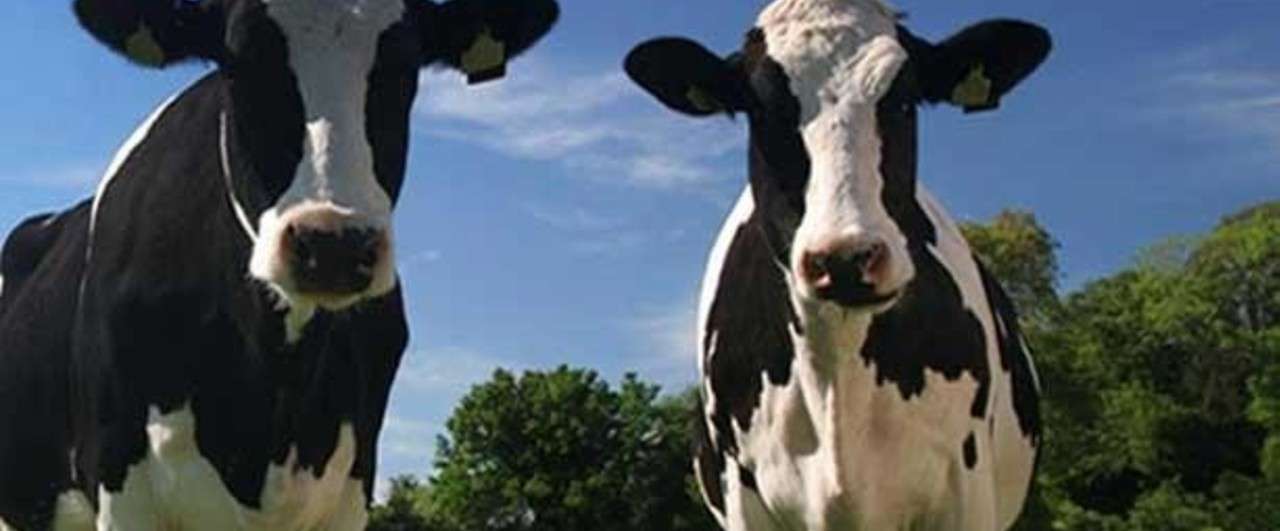世界の国がもし2頭の牛を飼っていたら よしみん ボノボリアン Note