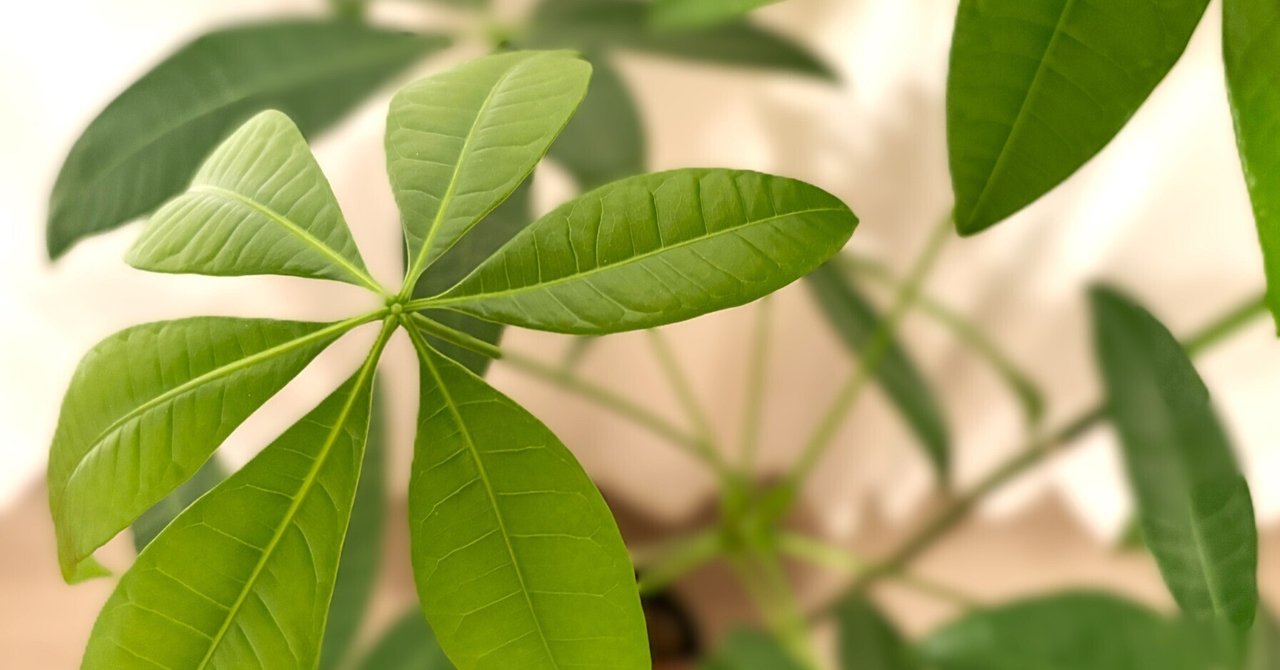 パキラ｜挿し木タイプの樹形は未知数🌴｜ラムネ