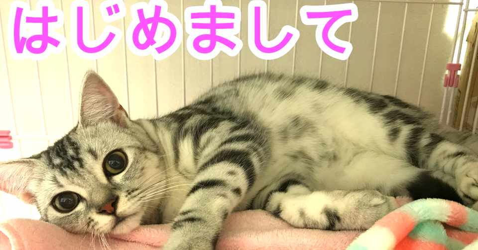 アメショのヒメちゃん紹介 和田 美香 Note