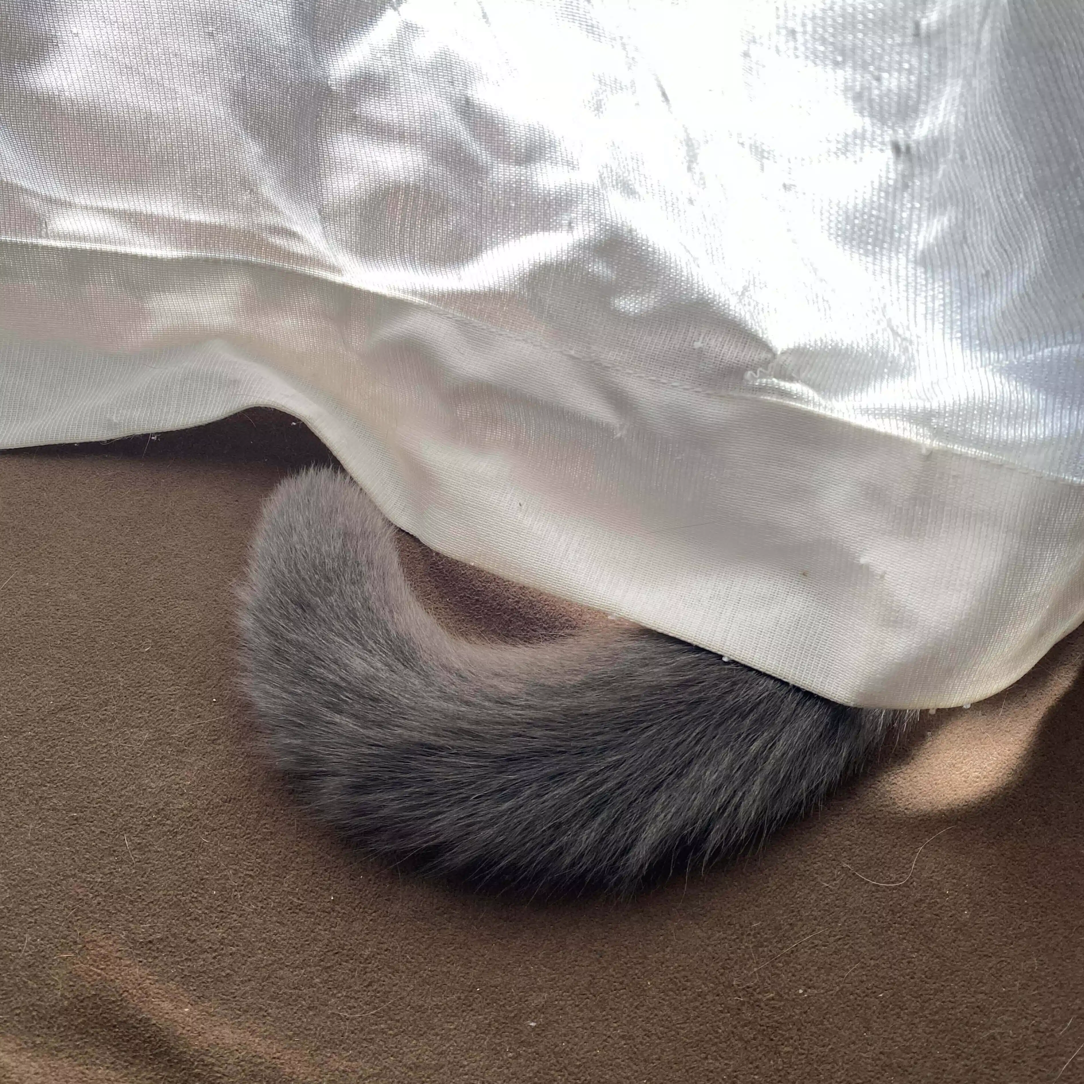 しっぽはまあるい