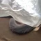 しっぽはまあるい