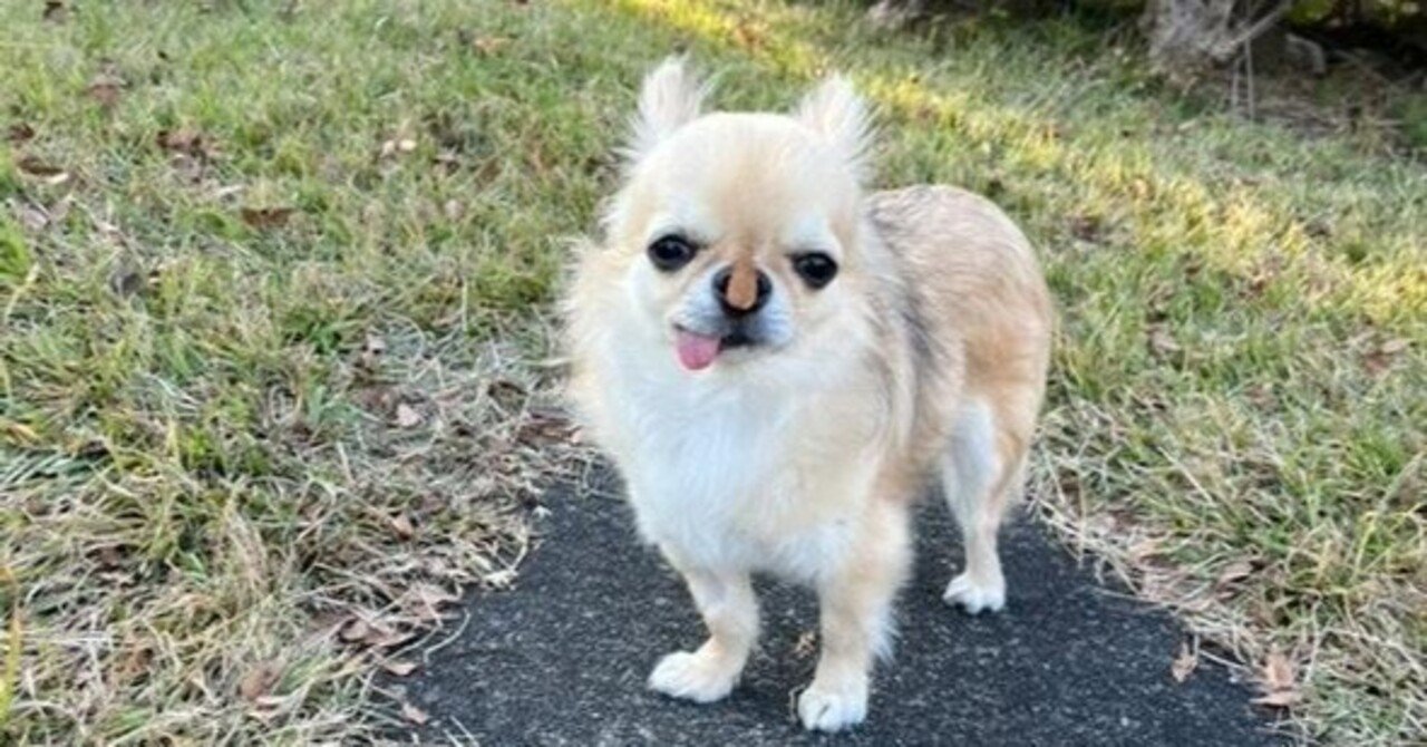 🐶 体重管理と健康維持をサポート!ボアちゃん(チワワ・8歳)の 🐶 体重管理と健康維持をサポート!ボアちゃん(チワワ・8歳)の