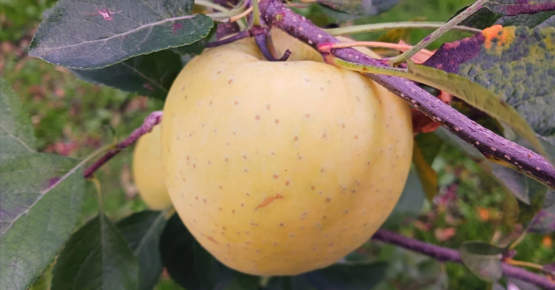 Apple 様 Apple Variety Guide: Hoshi no Kinka｜ミカミアカネ