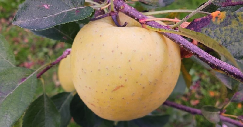 りんご品種図鑑~星の金貨~