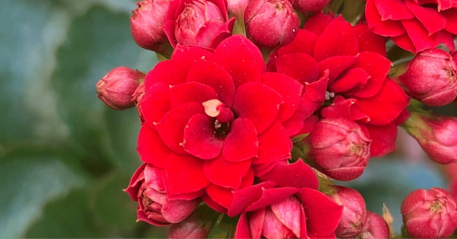 真作保証 中神英臣１０号花畑 名典１５３万ポスト印象派を彷彿とさせるリアリズム最高傑作 団体に属さない孤高の画家名品