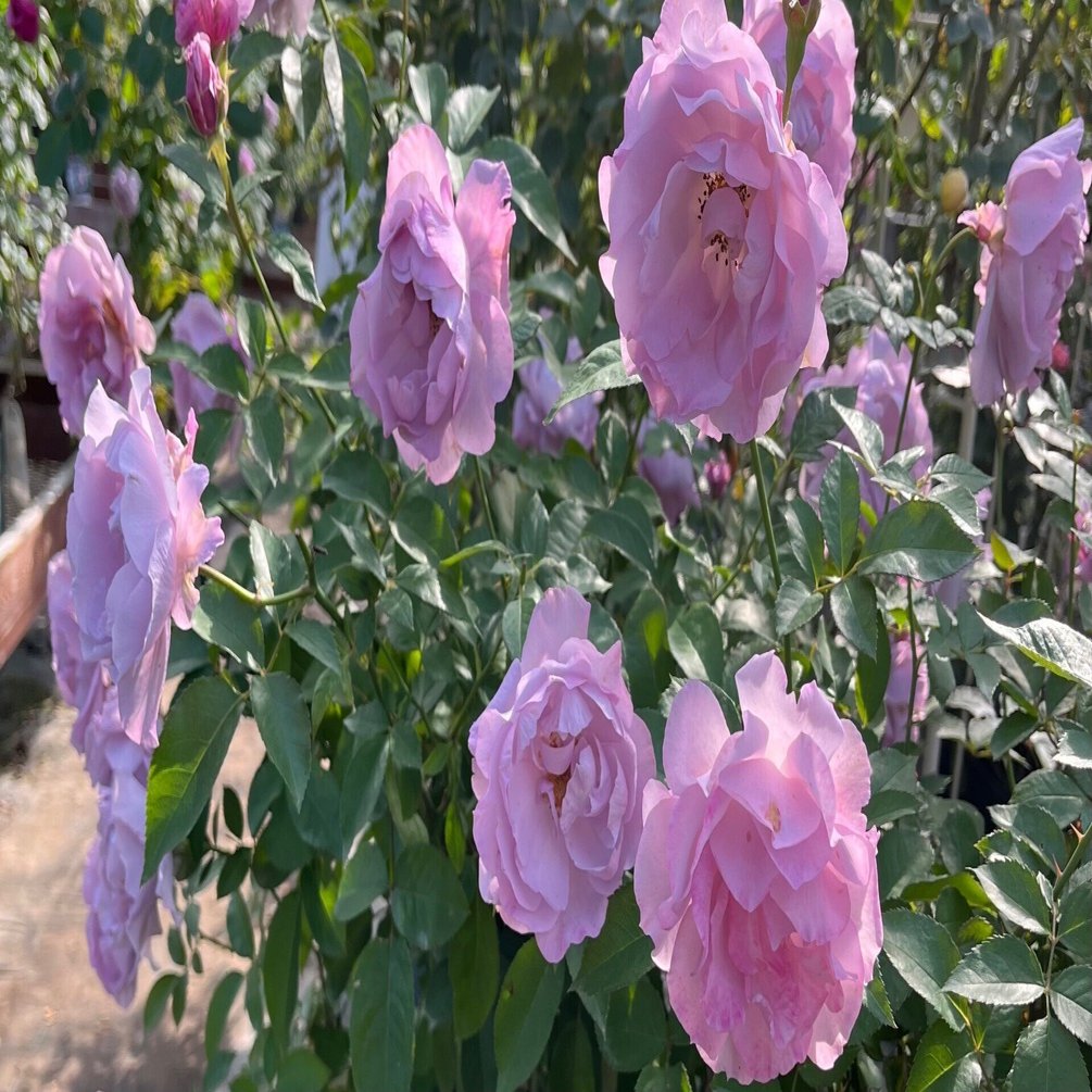 バラの家を訪れる｜Strelitzia