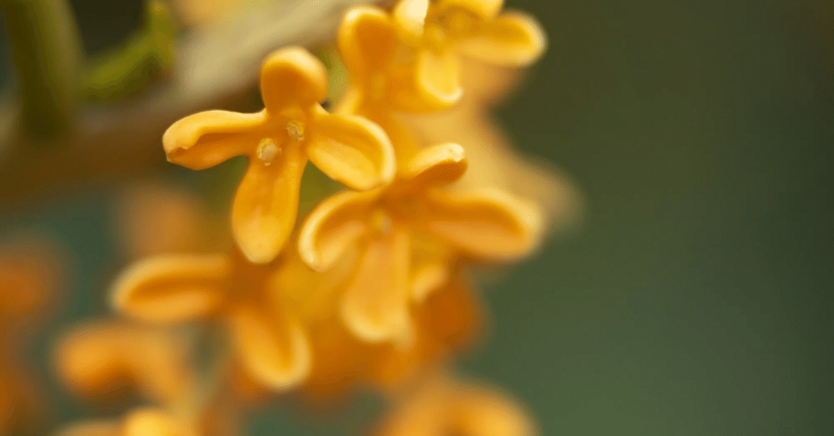 キンモクセイ金木犀｜H I_