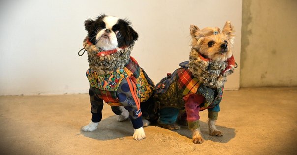 本日21:00~販売開始】襟とタックが主役の服|primitive tuck uniform