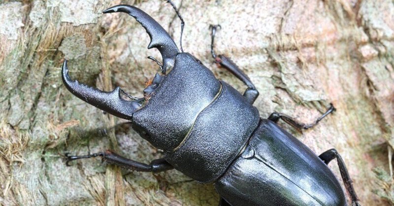 記事のサムネイル画像