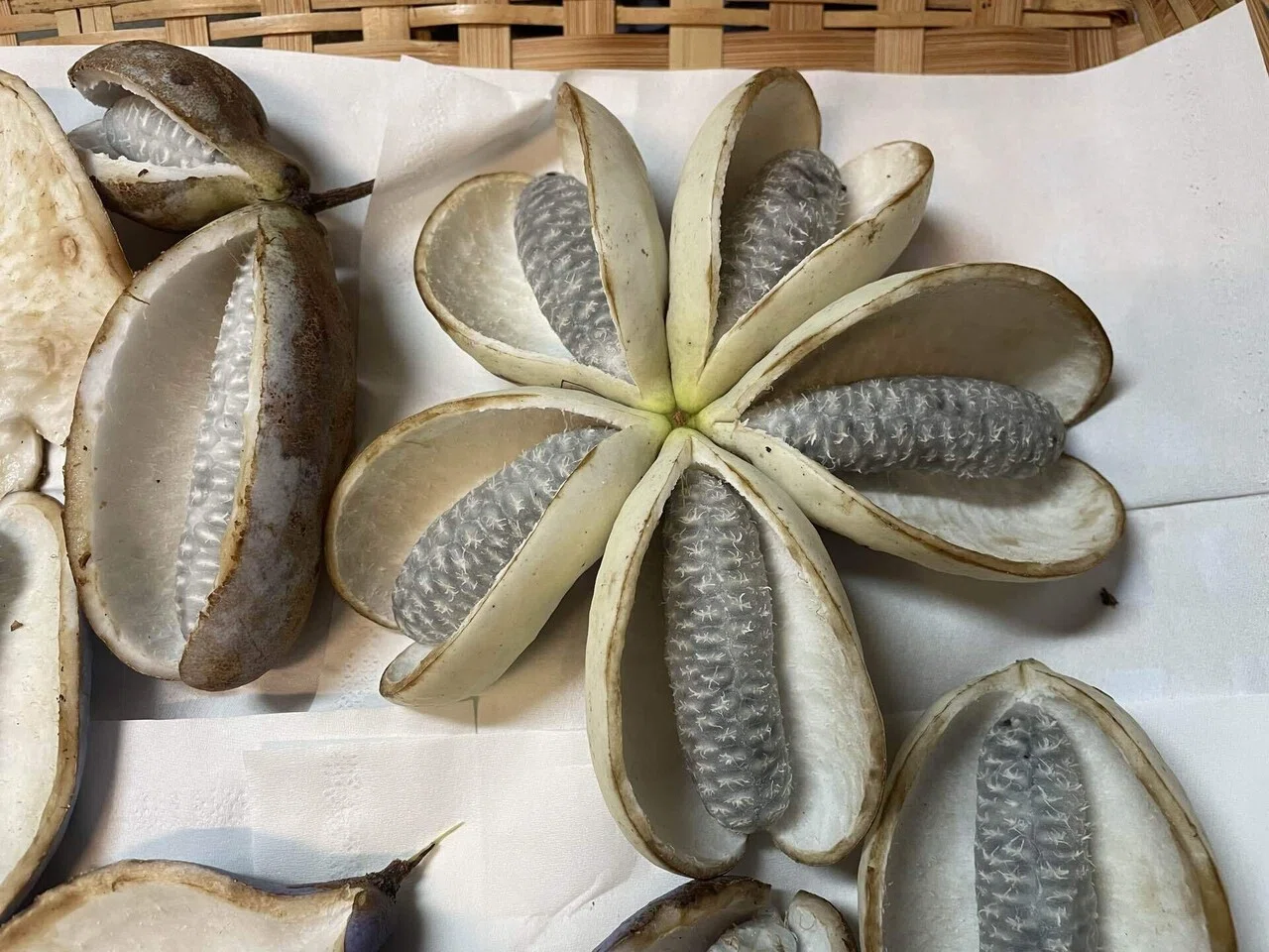 採取した野生のアケビの皮を今度は胡麻味噌和えにした。 〈2025年10月