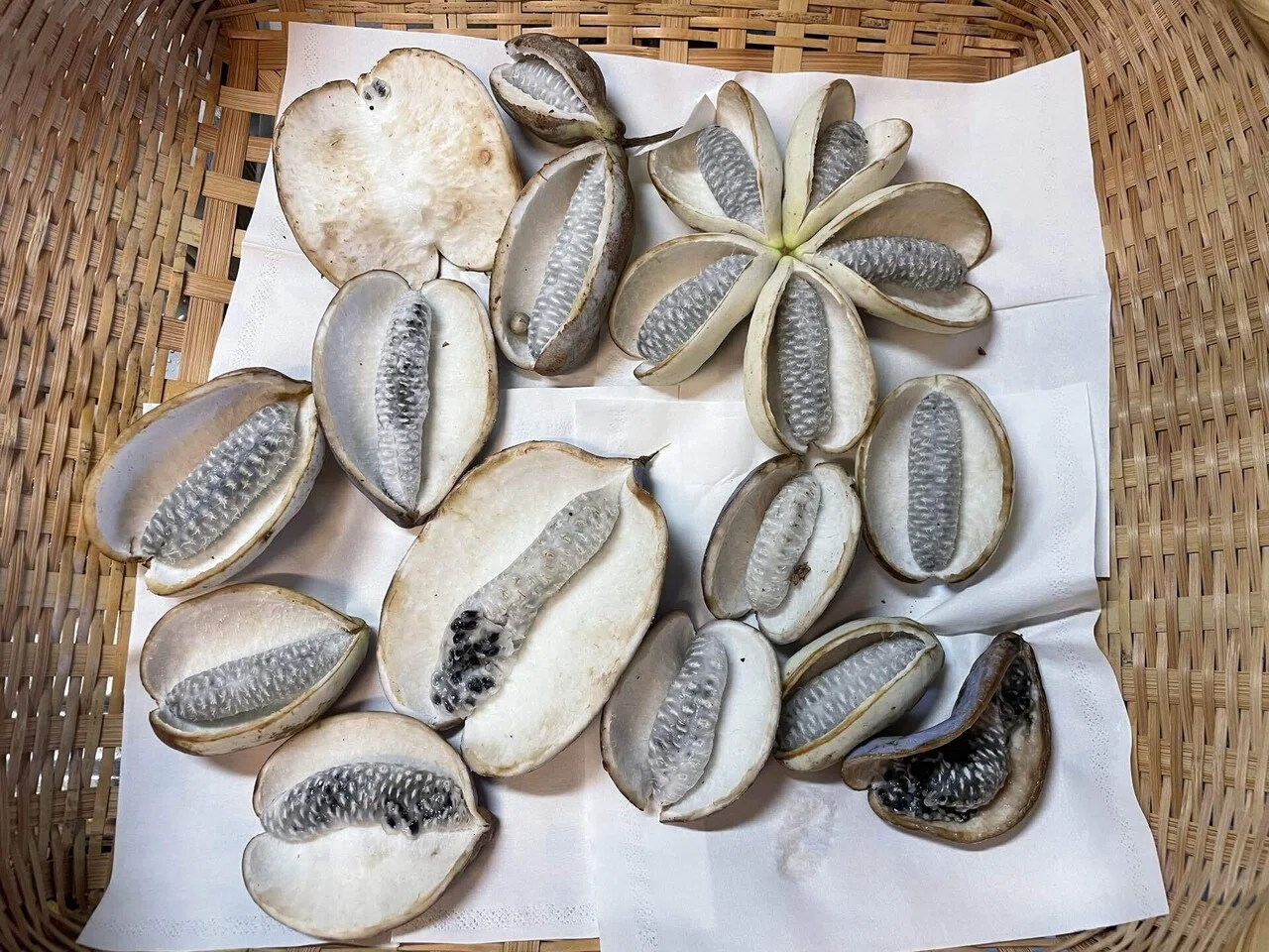 採取した野生のアケビの皮を今度は胡麻味噌和えにした。 〈2025年10月