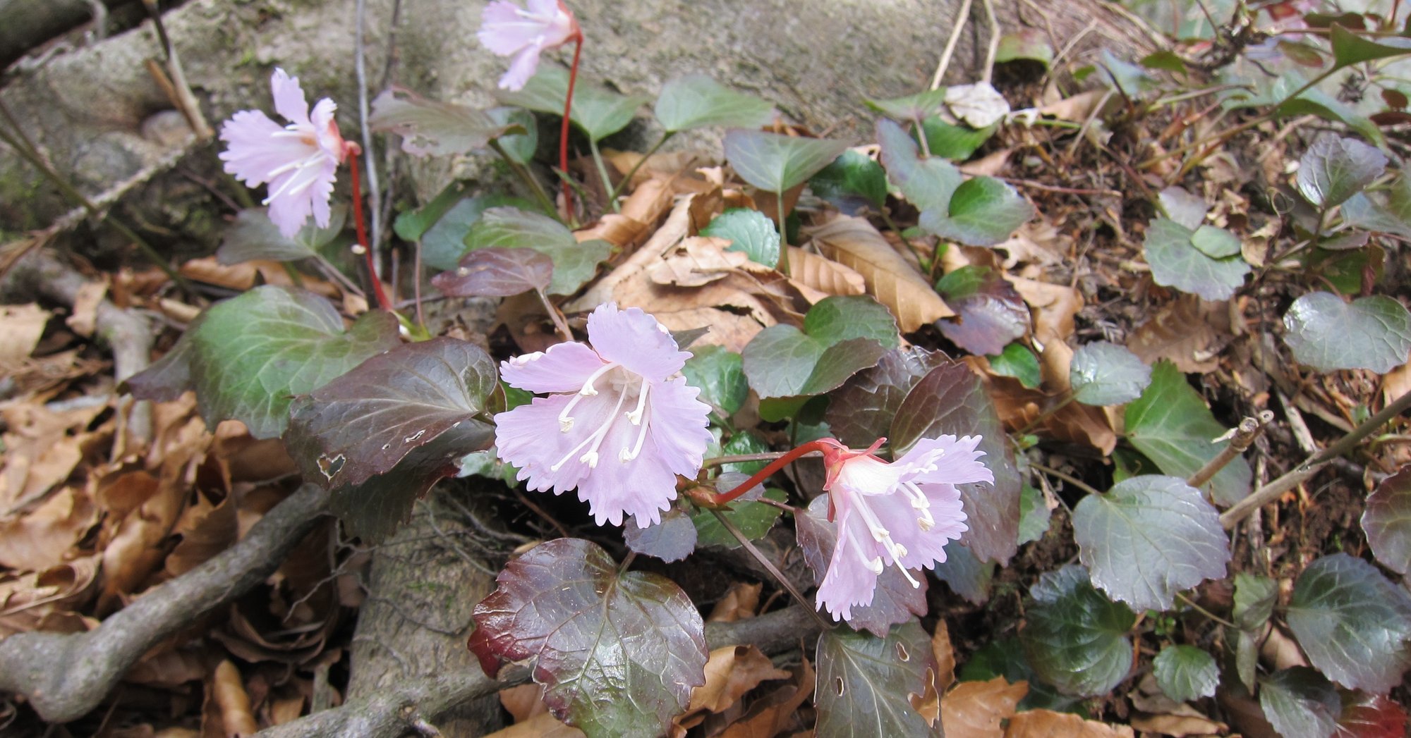 イワウチワに会いに 伯州山 大山ゲストハウス寿庵 Note イワウチワに会いに 伯州山 大山ゲストハウス寿庵 Note