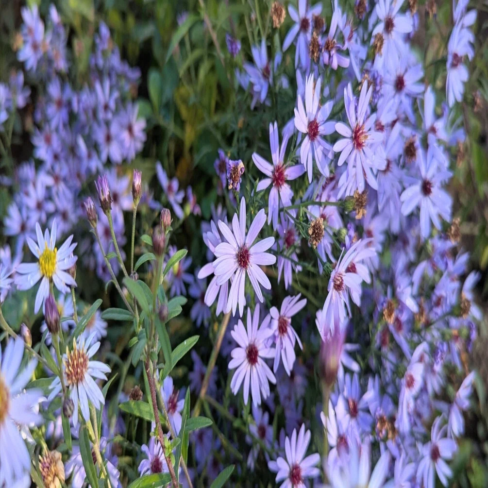 Books and resources I use as references for gardening in Hokkaido