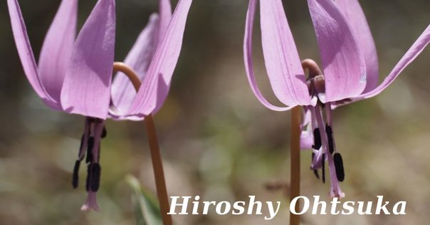 ⭐️セール ナンバー1灰色【公式】Soul of Siberiaソウルオブシベリア