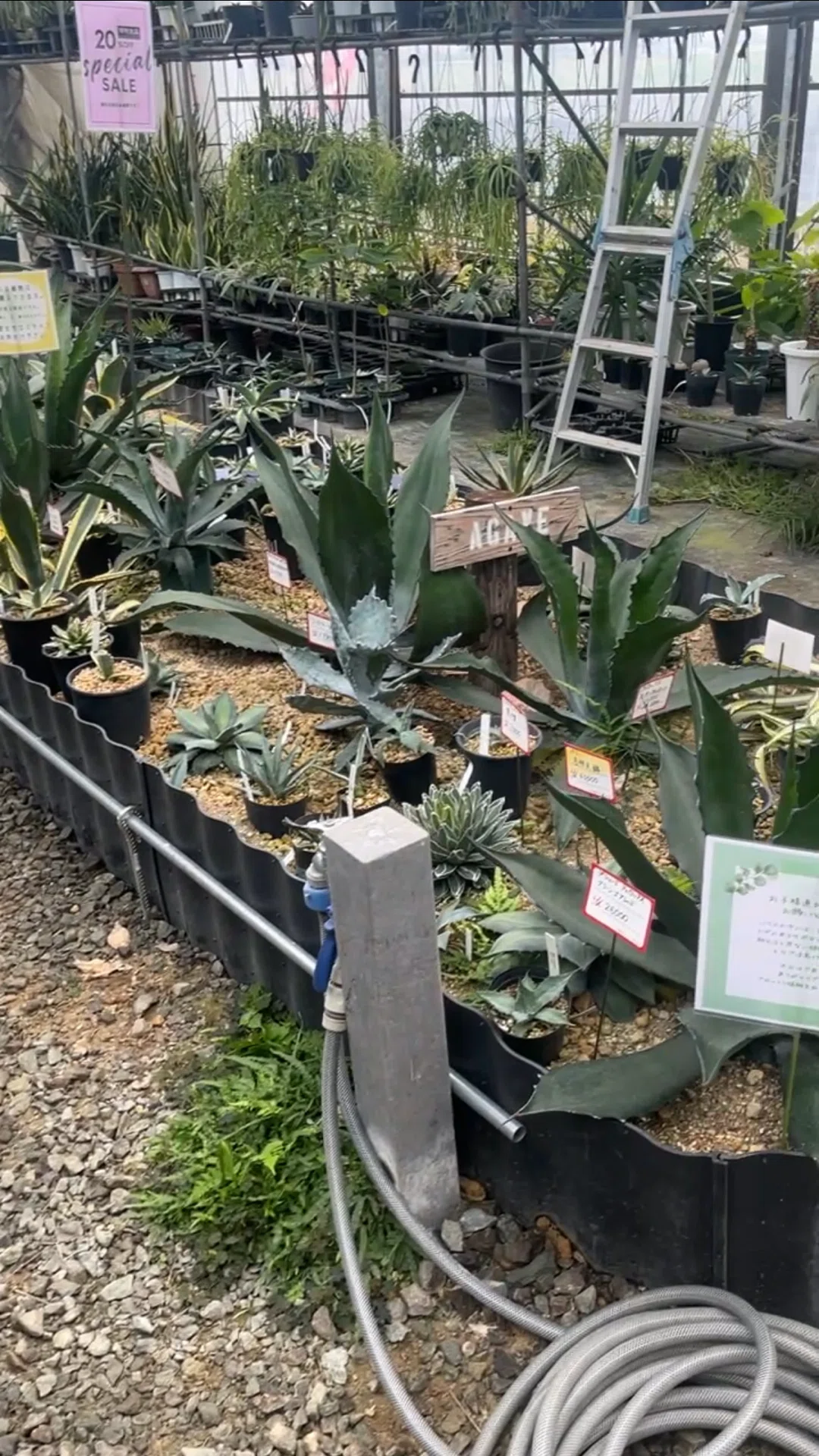 ド素人がロックガーデンにあこがれてアガベを買う②｜4株追加購入