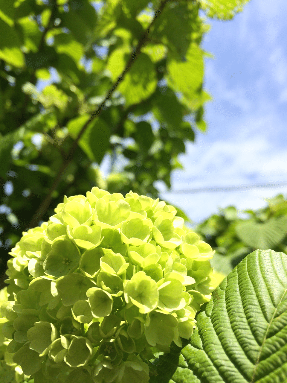 花図鑑 オオデマリ はこねフローリスト Note 花図鑑 オオデマリ はこねフローリスト Note