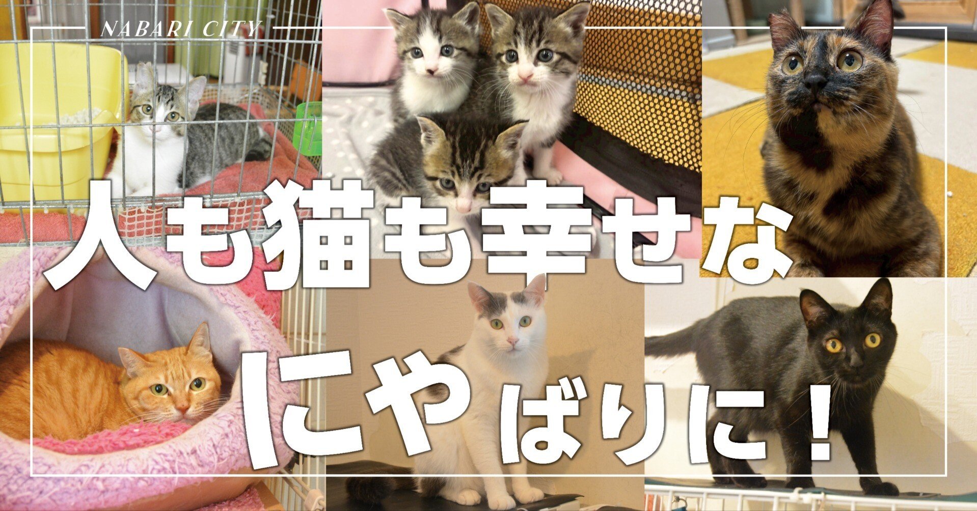 お譲り先決まりました猫のバー 名古屋帯 人も猫も幸せなまちにゃばりに！｜名張市公式note