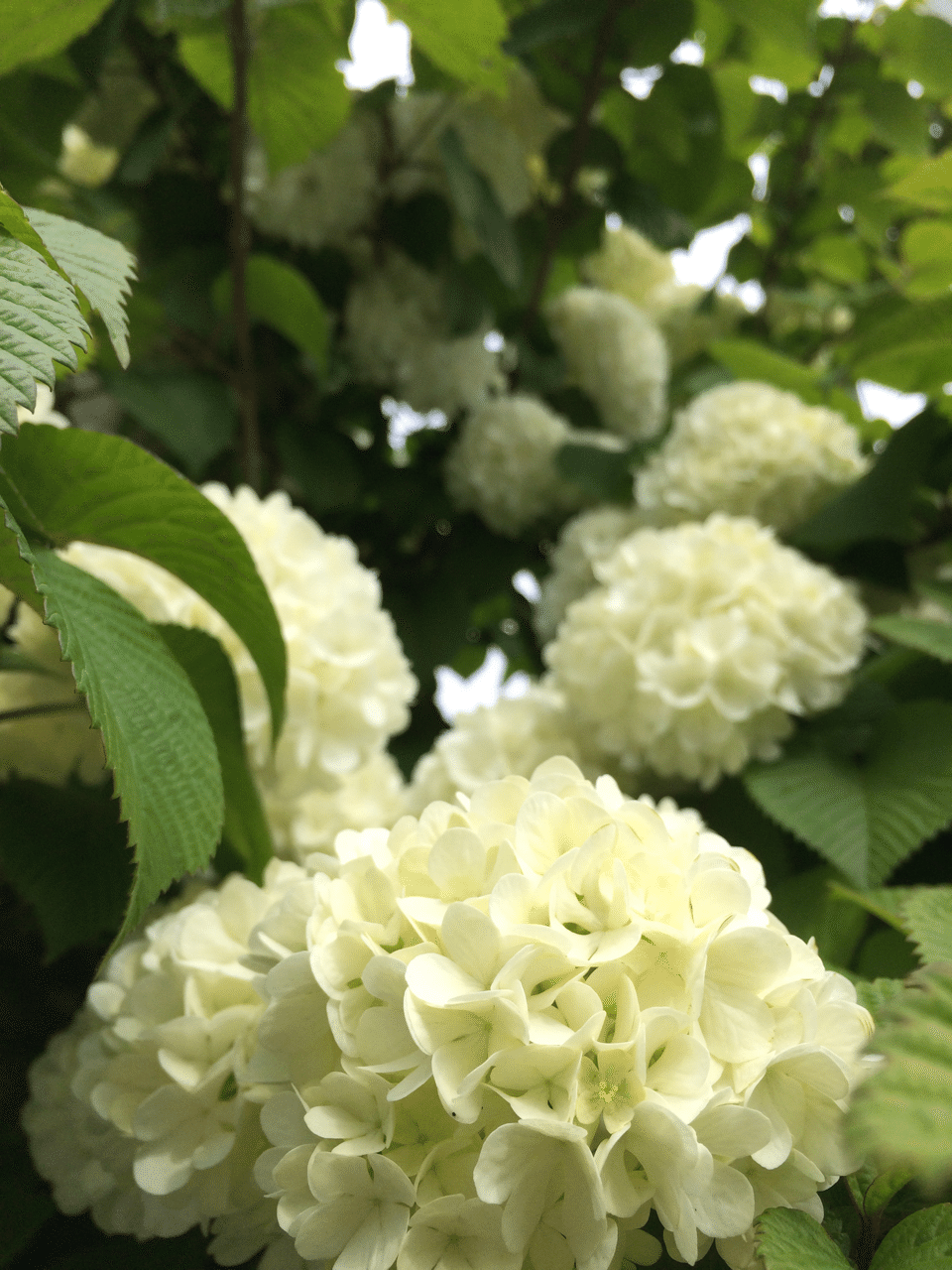 花図鑑 オオデマリ はこねフローリスト Note 花図鑑 オオデマリ はこねフローリスト Note