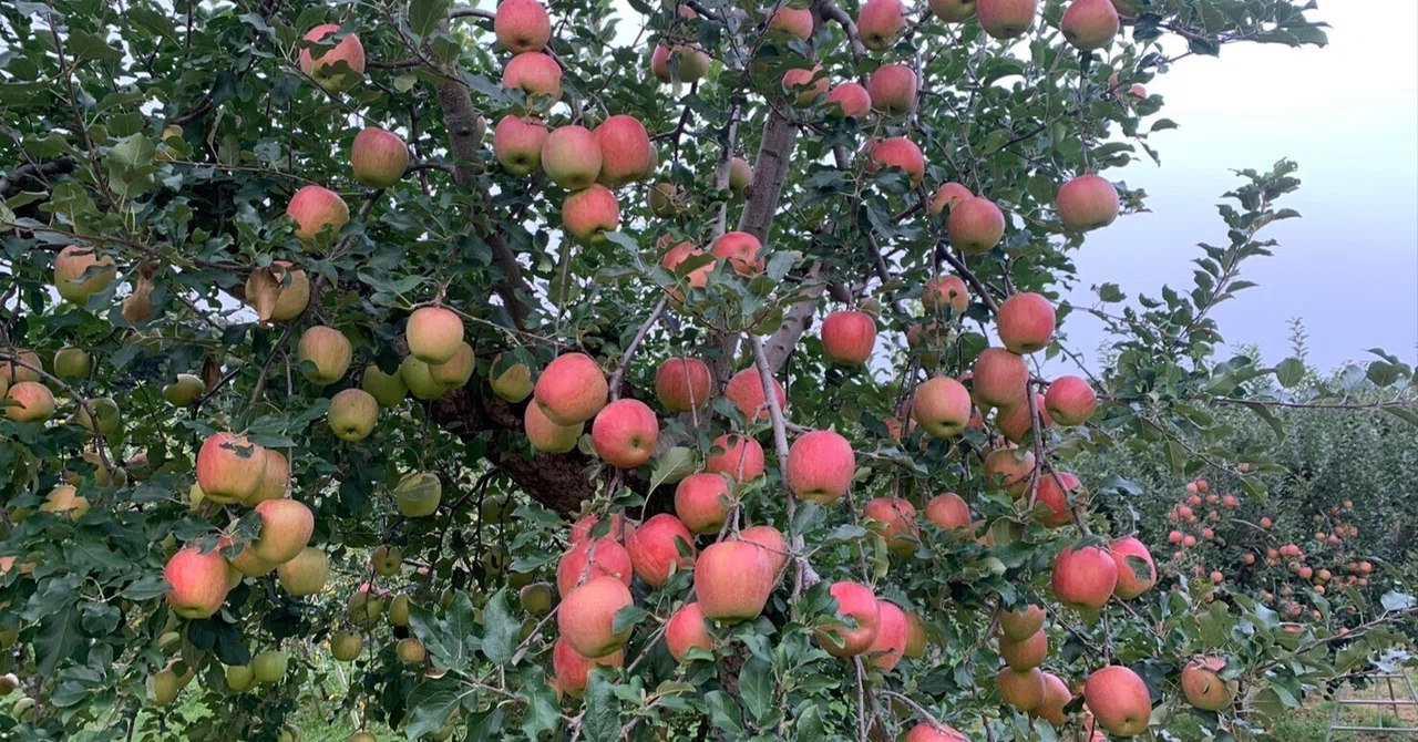 Smiley Farm Smiling Apple Turning at Healing Apple Farm Iwanami: Fuji Work in ...