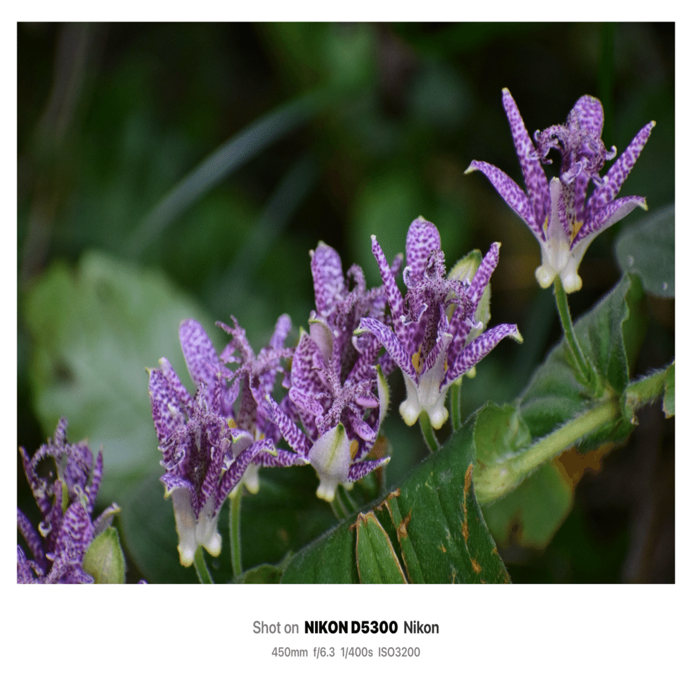 望遠ズームでスナップ⁉️｜SuzukenSambar