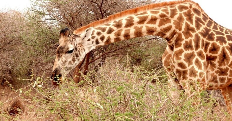 武田ちょっこ＊まるまるサファリの本｜note