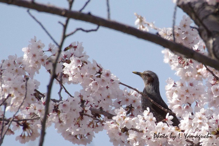 広島県緑化センターで4月4日・6日に撮影した3枚です。桜とヒヨドリです。