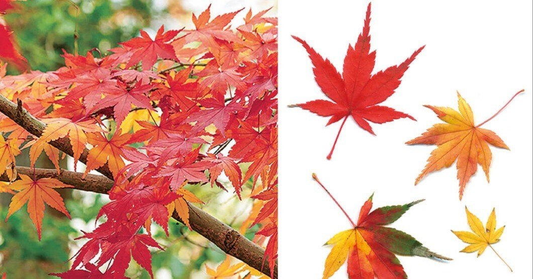 新紅葉ハンドブックでわかる紅葉のいろは｜ブンイチ（文一総合出版）