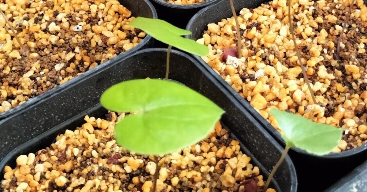 訳あり】亀甲竜 長谷川産 実生8〜9年 管理4年