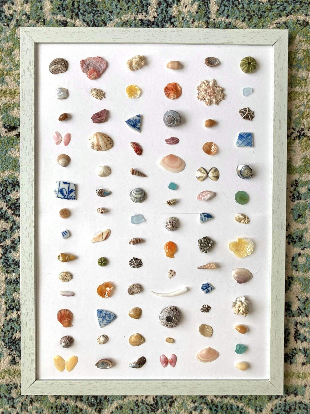 貝殻の標本額｜そば茶