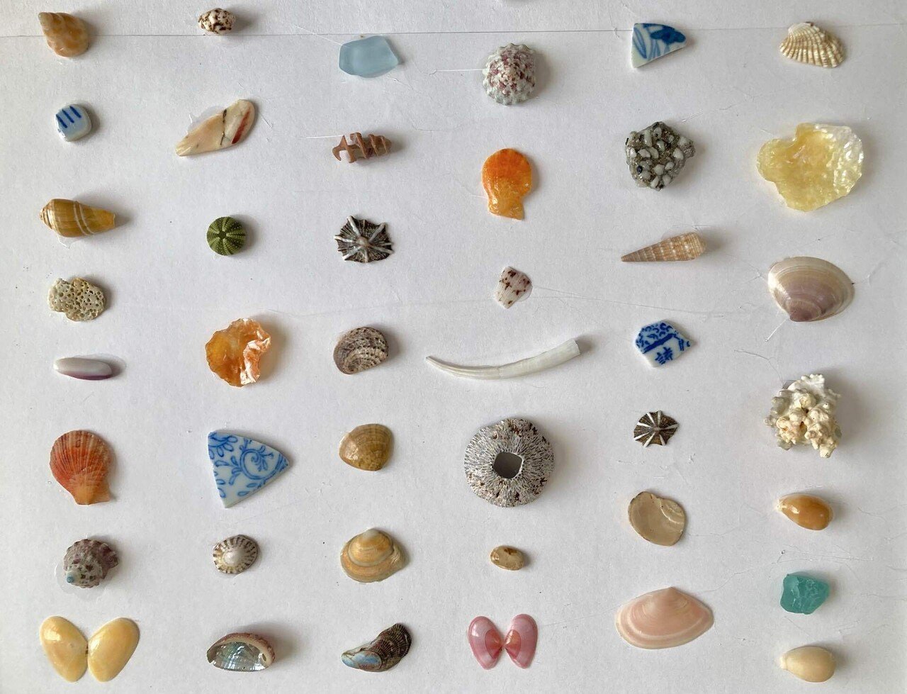 貝殻の標本額｜そば茶