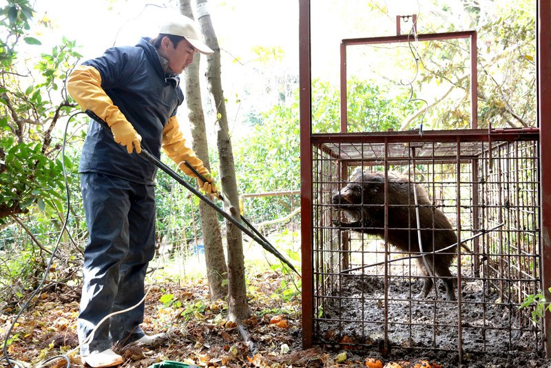 第27話 イノシシよ 今から君を仕留めます 吉野かぁこ Note