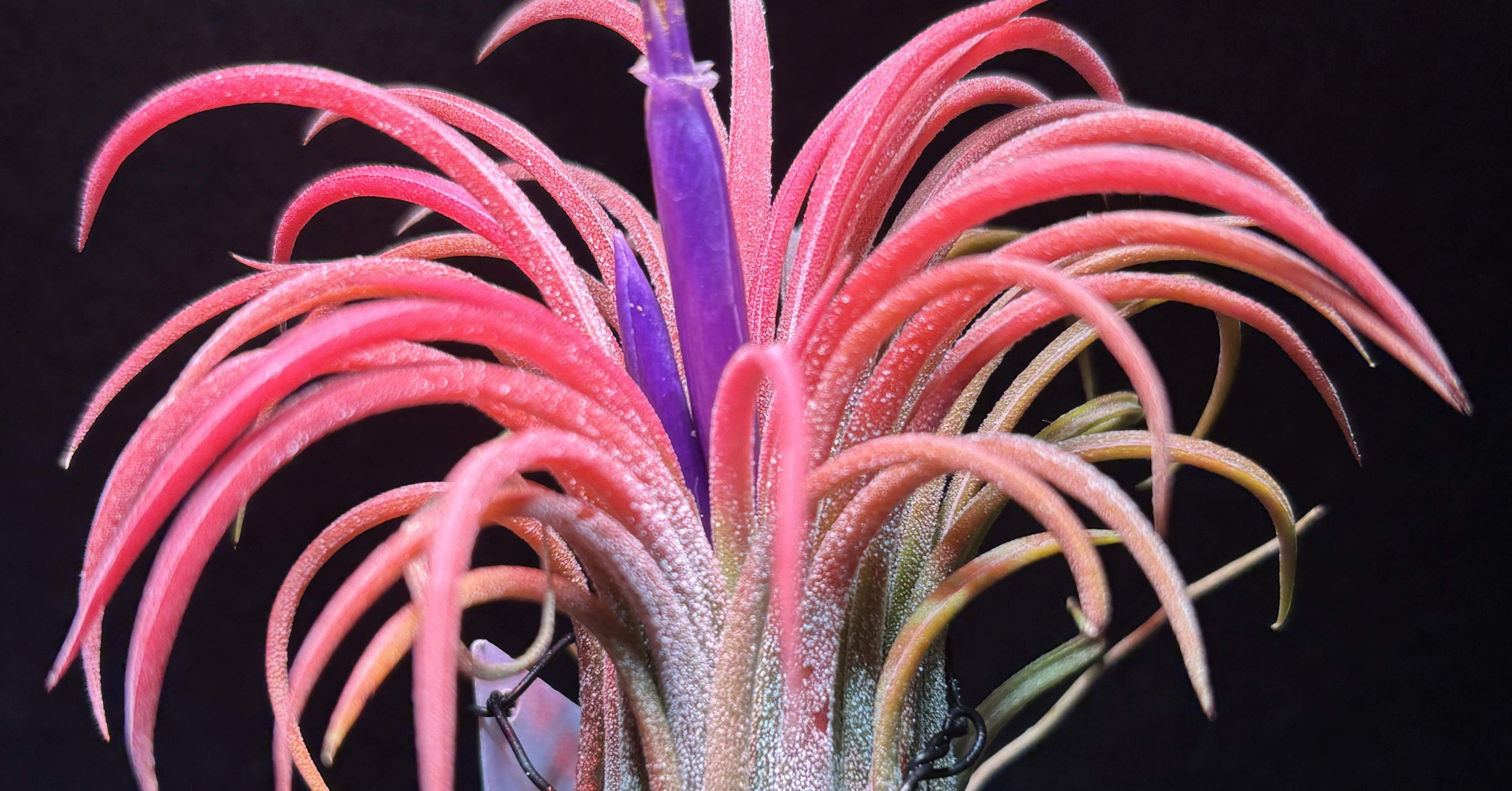 T. ionantha tall velvet 石化 綴化 T. ionantha tall velvet 石化 綴